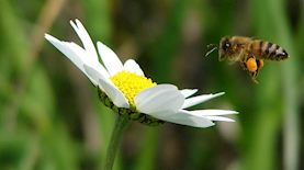 דבורה ופרח, צילום: דורון צוקר